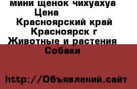 мини щенок чихуахуа › Цена ­ 18 000 - Красноярский край, Красноярск г. Животные и растения » Собаки   